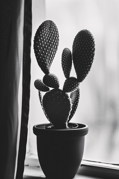 Free Photo black and white desert cacti