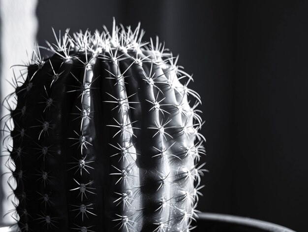 Black and white desert cacti