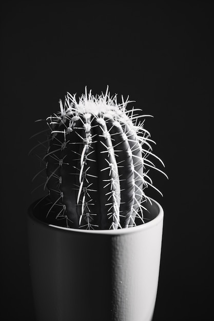 Free Photo black and white desert cacti