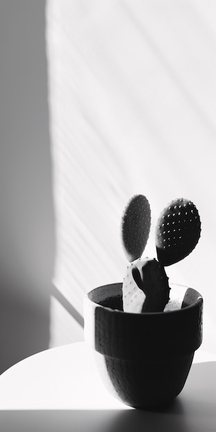 Free photo black and white desert cacti