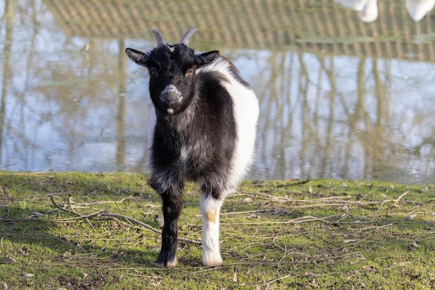 Free photo a black and white goat standing on the grassy field next to a pond