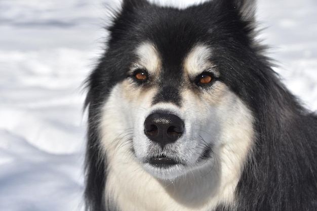 A black and white husky dog in the snow on a winter's day.