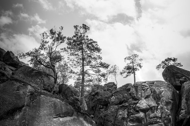 Black and white landscape low angle