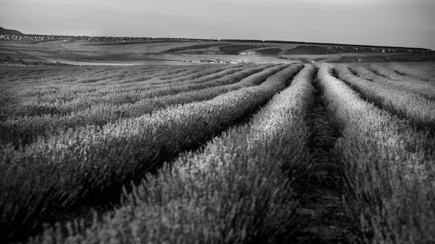 Black and white landscape with lavender