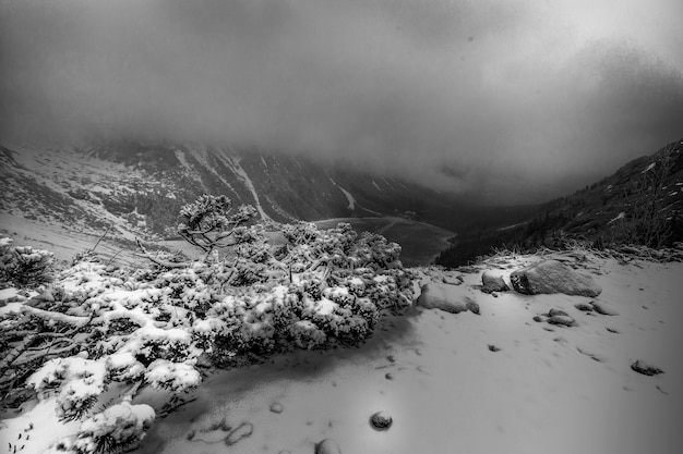 Black and white landscape with snow