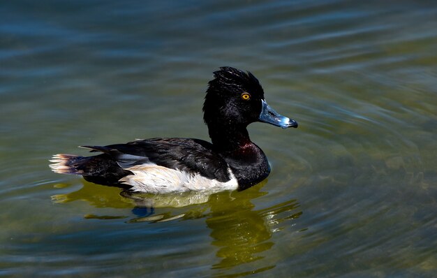 Black and white mallard swimming in a lake at daytime