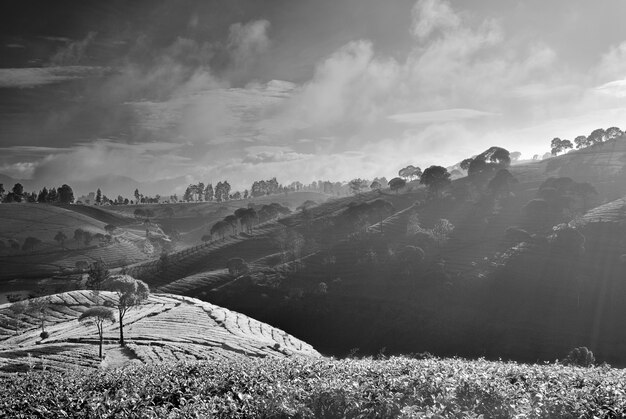 Black and white meadow landscape