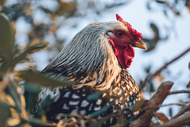 Black and white rooster