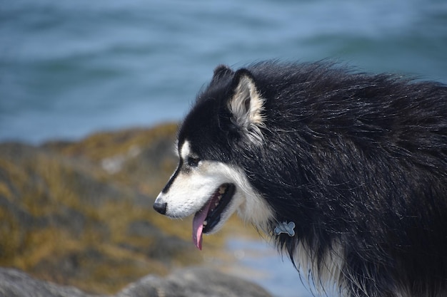 Free photo black and white shaggy fur of a husky dog