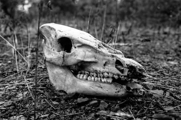 Free photo black and white shot of an animal skull on the ground