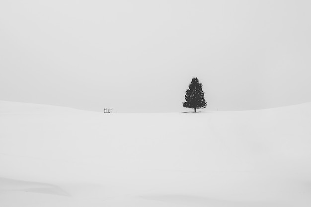 Free Photo black and white shot of an isolated pine tree covered with snow in a snowy area in winter