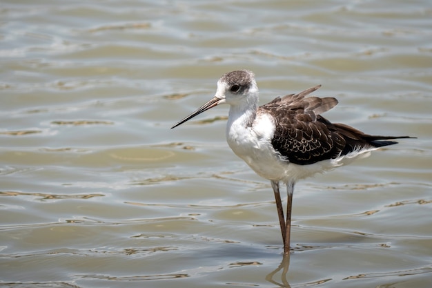 Black-winged stilt birds (himantopus himantopus) on water in thailand - nature bird of thailand