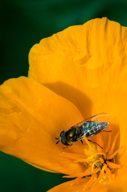 Free Photo black and yellow bee on yellow flower