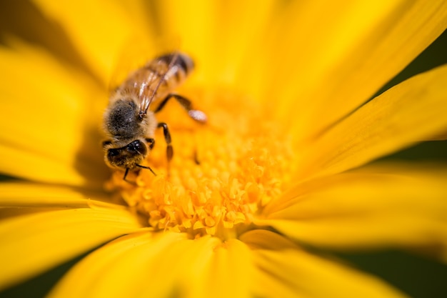 Black and yellow bee on yellow flower