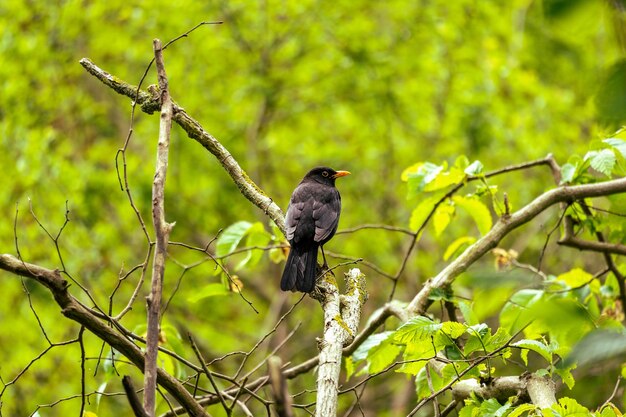 Blackbird from behind on branch