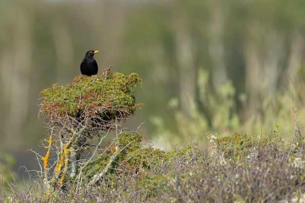 Blackbird perched on a tree with a blurred background