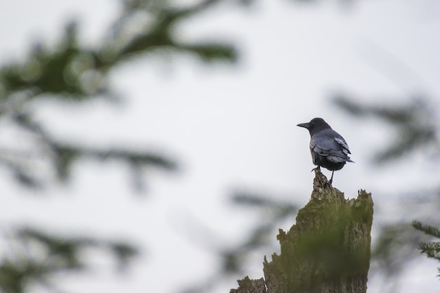 Free Photo blackbird sitting on the cut tree during daytime