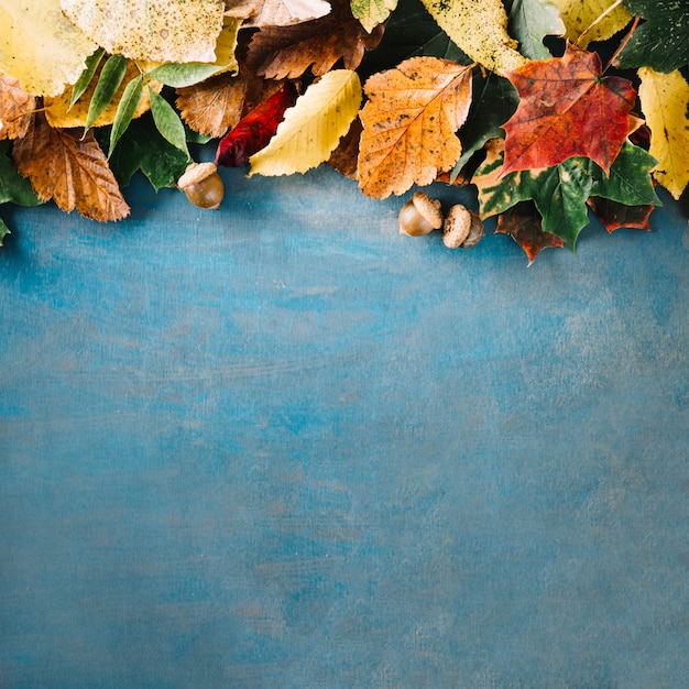 Free photo blackboard with arrangement of leaves