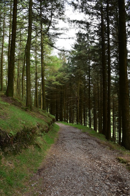 Free photo blackhow woods lining a wide dirt trail