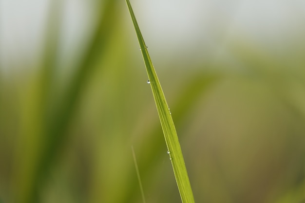 Free photo blade of grass close up