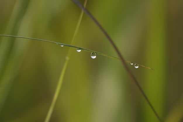 Free photo blade of grass with water droplets