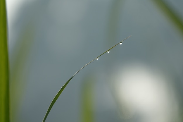 Free photo blade of grass with water droplets