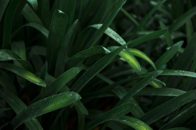 Blades of fresh grass