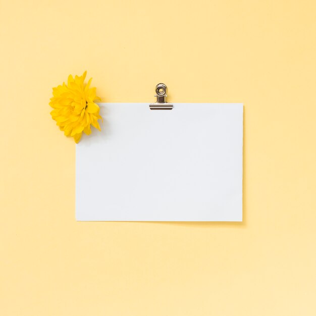 Blank paper sheet with yellow flower