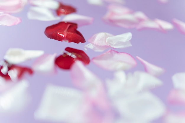 Free photo bloom petals on water