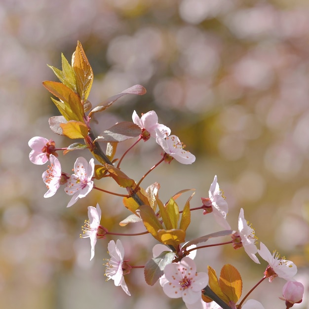 "Blooming branch of apple tree"