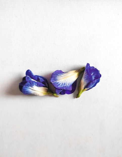 Free photo blooming butterfly pea flowers isolated on a white background with free space for text