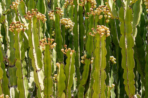 Blooming cactus with log leaves