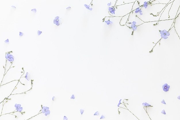 Blooming flax flowers on a white background