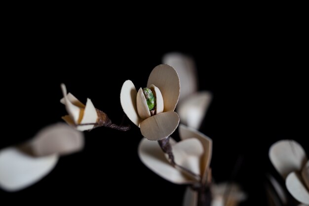 Blooming flower plant