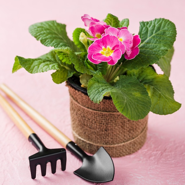 Blooming flower pot beside tools