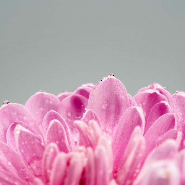 Blooming flower with pink wet petals