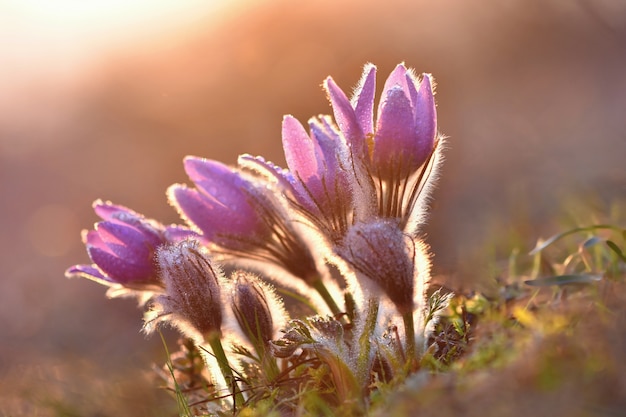 Free photo blooming flowers at sunset