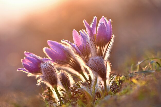 Blooming flowers at sunset