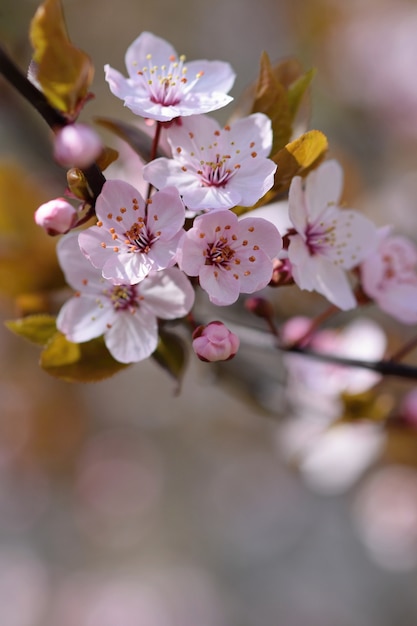 "Blooming flowers on tree"