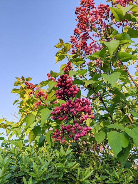 Free photo blooming lilac flowers on a tree with the blue sky