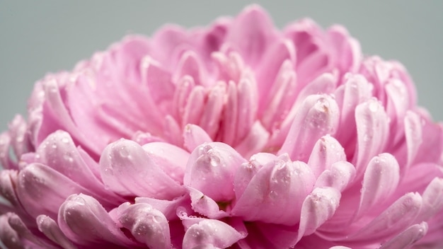 Free photo blooming pink flower with wet petals