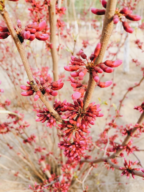 Blooming pink flowers of a Judas tree, a plant of a family of legume tsercis blossoms