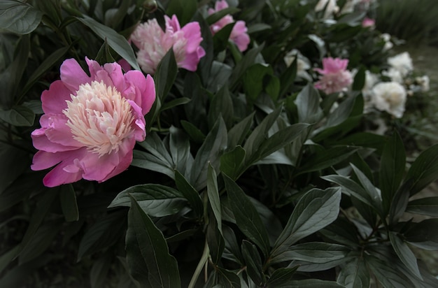 Blooming pink peony bush among the leaves copy space