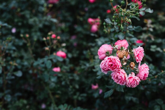 Blooming pink peony flowers in garden