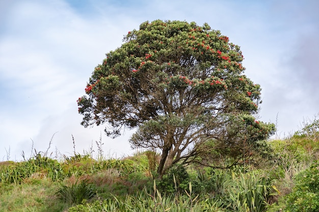 Blooming pohutukawa tree