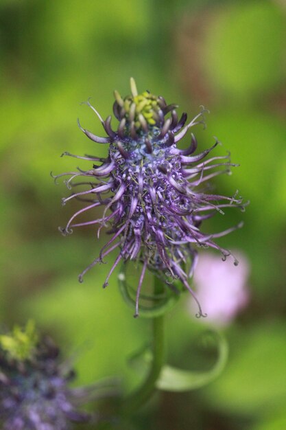 Blooming purple flower in a natural environment