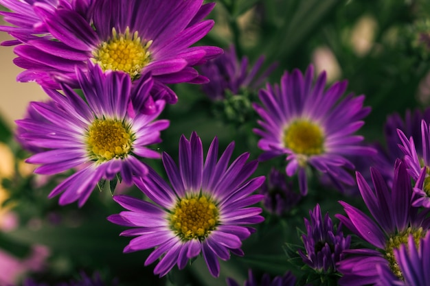 Free Photo blooming purple flowering plants