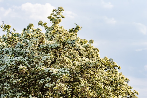 Blooming tree with white flowers against the blue sky