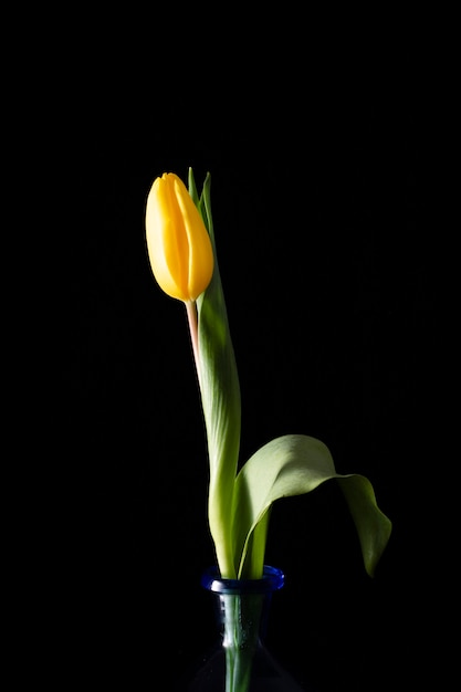 Free Photo blooming tulip on vase