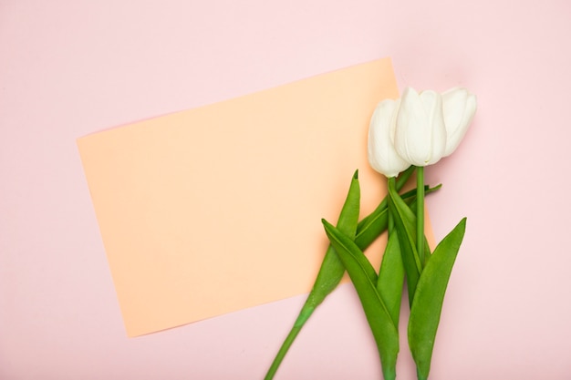 Blooming tulips with card on table